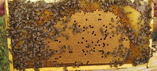 10 Tips for New Beekeepers